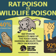Infographic for Raptors Are The Solution social media campaign Infographic for Raptors Are The Solution social media campaign